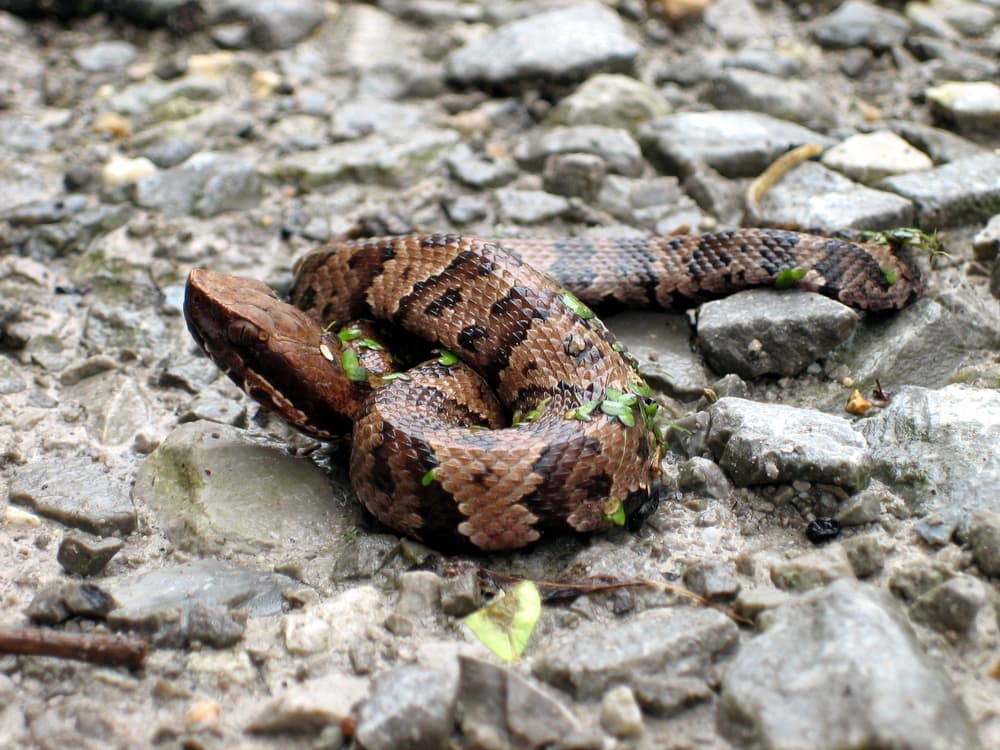 Cottonmouth on a rocky ground