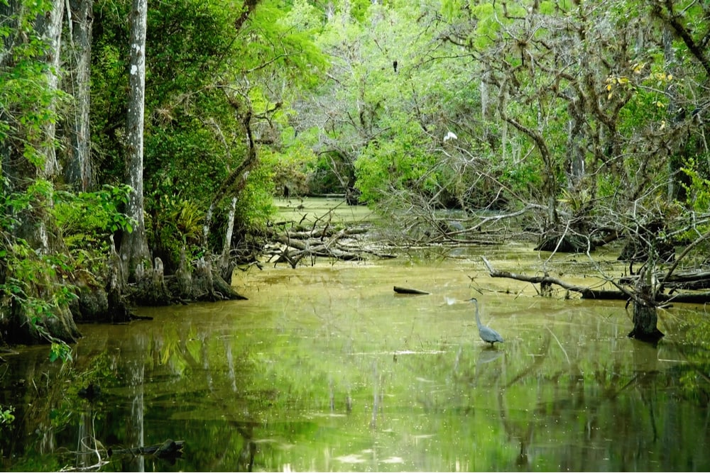 Forested swamp in the Everglades