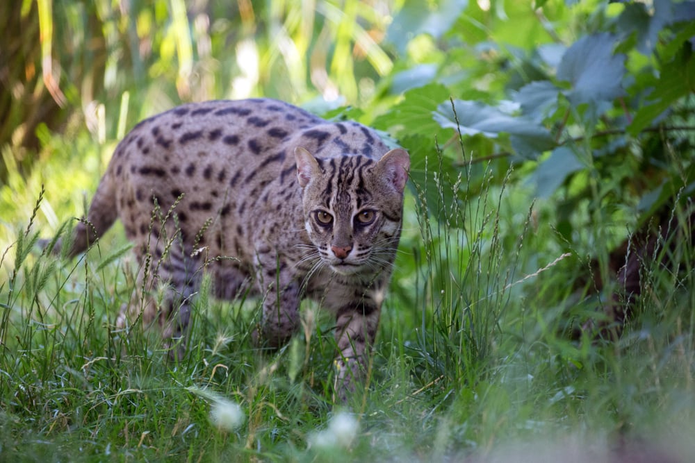 Fishing cat hunting in a forested area