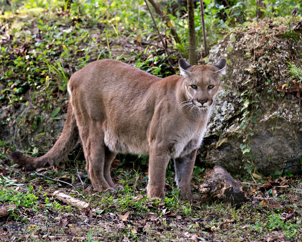 Florida panther on rock area of swamp