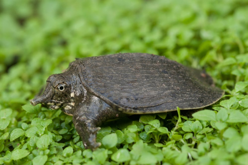 Florida softshell turtle on small plants