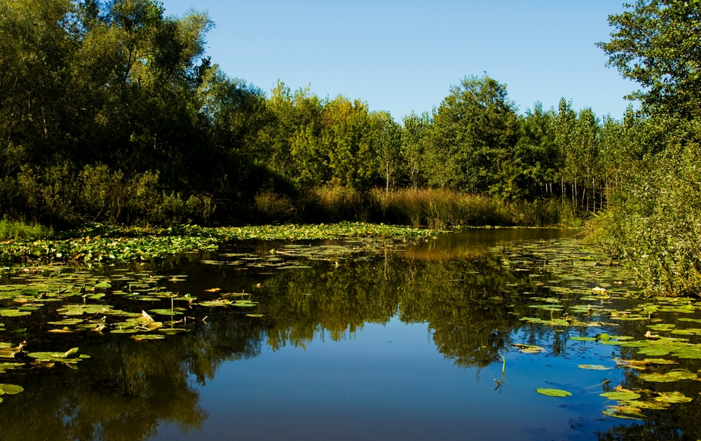 Freshwater swamp under sunny weather