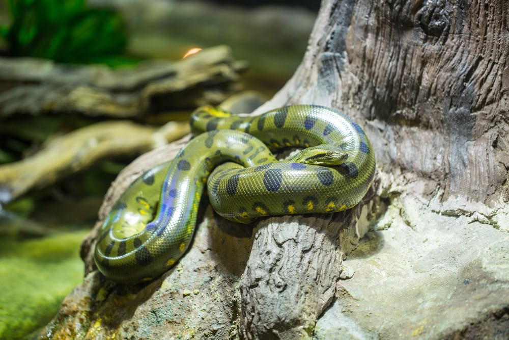 Green anaconda on trees in the swamp ecosystem