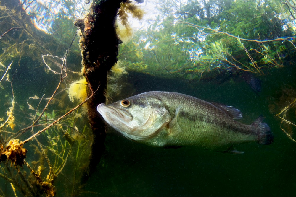 Largemouth bass underwater view with swamp background