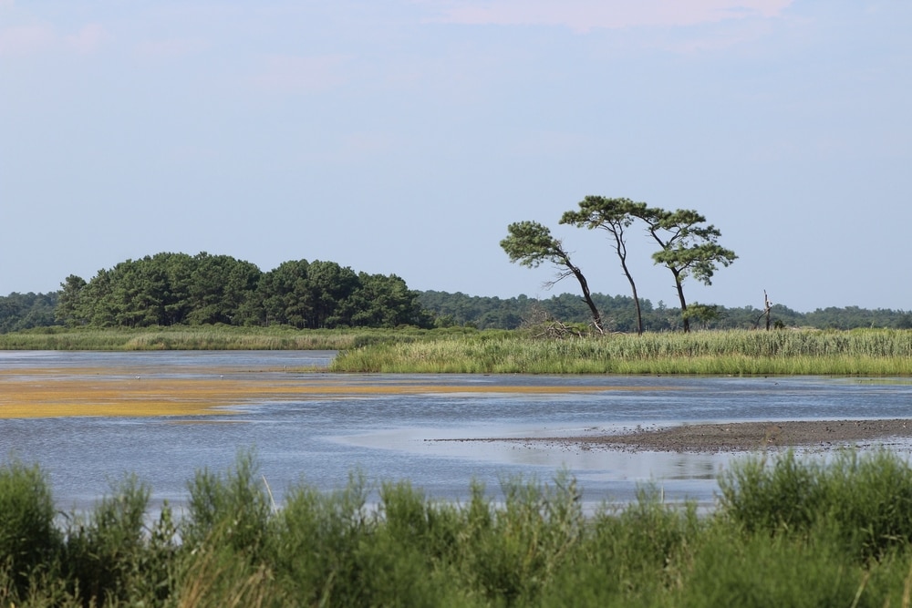 Saltwater swamp near the ocean during low tide