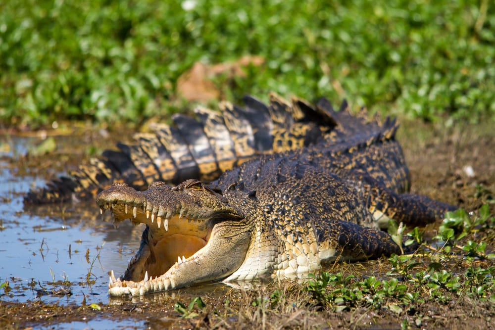 A saltwater crocodile with open mouth 