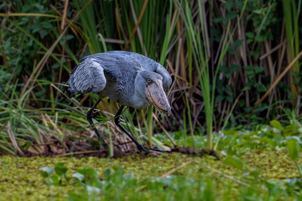 Shoebill looking for food in the swamp