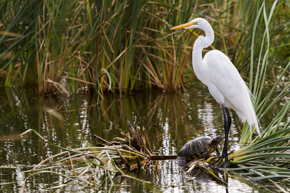 Snowy egret and a turtle standing on a swamp plant 