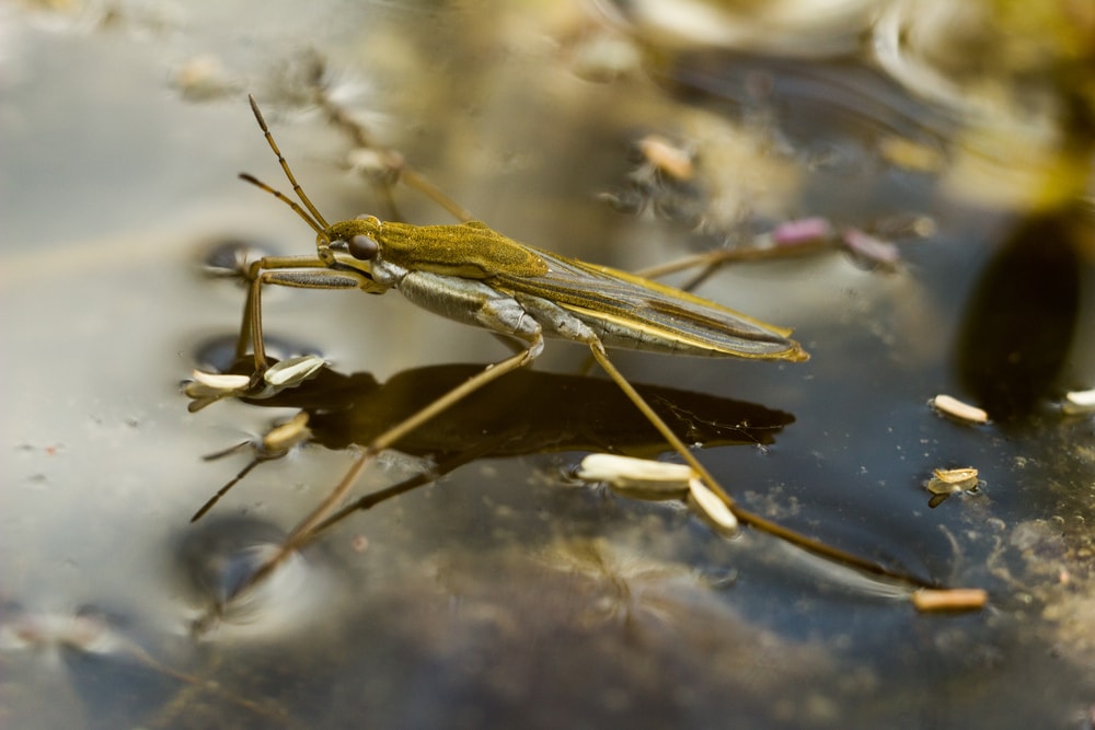 Water striders on the swamp waters