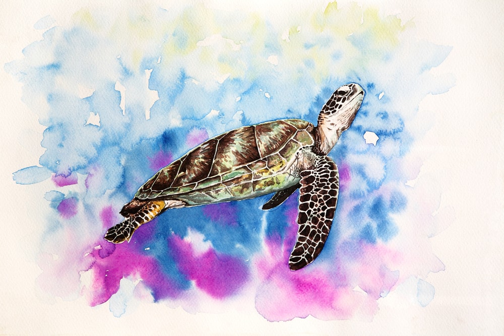 Turtle water painted on a canvas