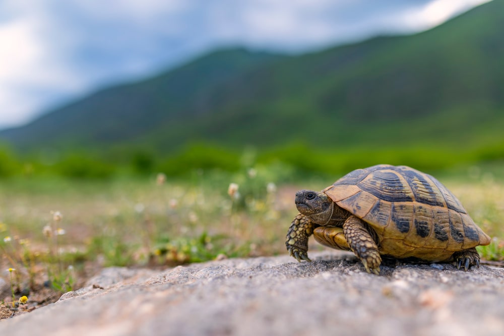 Turtle standing on a rock with a mountain in the background