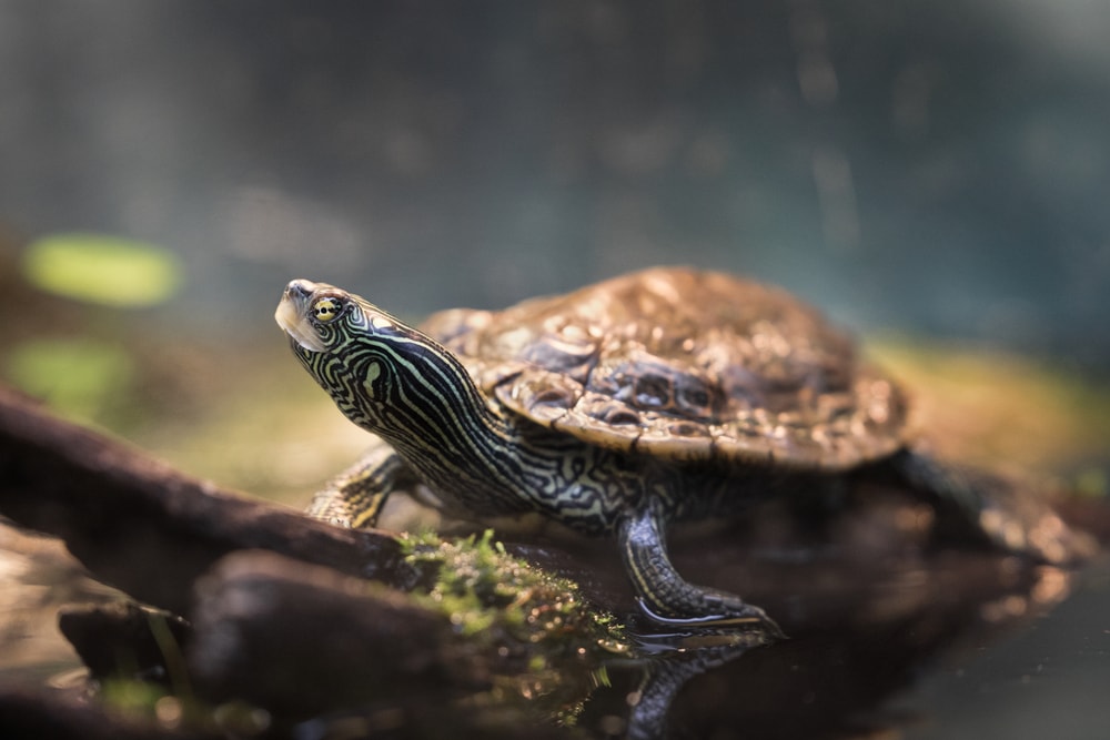 Northern Map Turtle (Graptemys geographica) crawling beside lake waters
