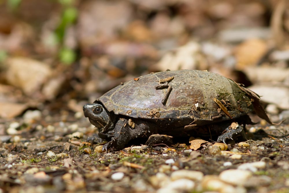 Eastern Musk Turtle (Sternotherus odoratus) on the ground