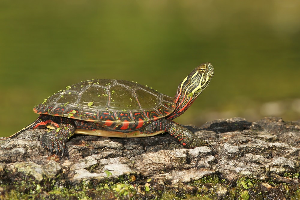 Painted Turtle (Chrysemys picta) looking upward