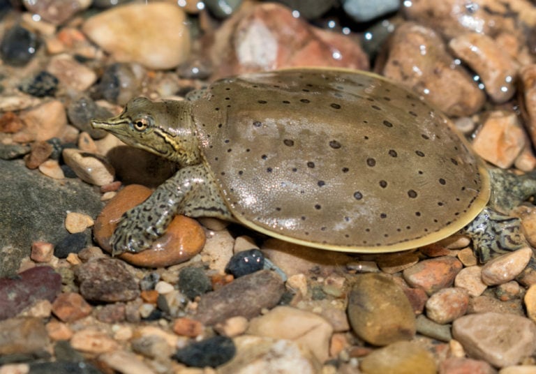 10 Amazing Types of Turtles in Michigan (ID Guide and Photos)