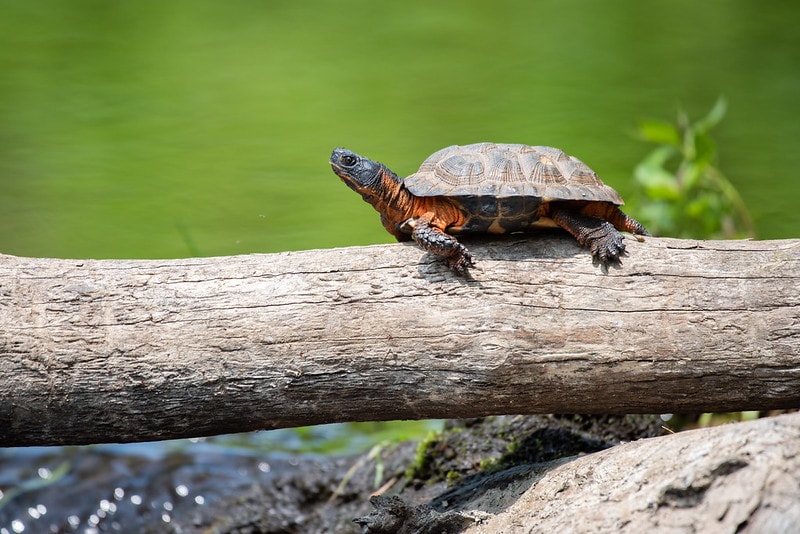 Wood Turtle (Glytemys insculpta) holding on a wood