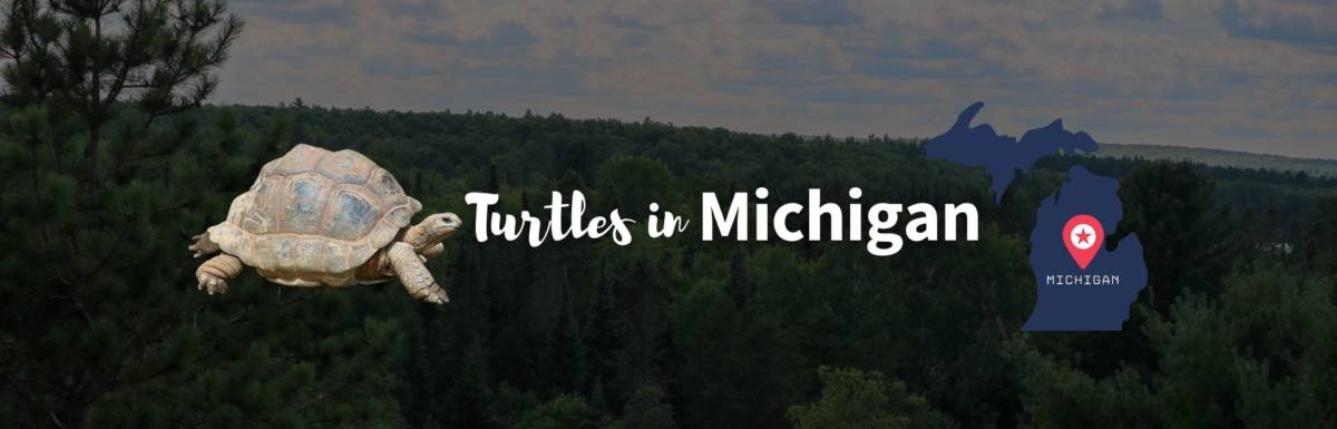 Turtles in Michigan featured image