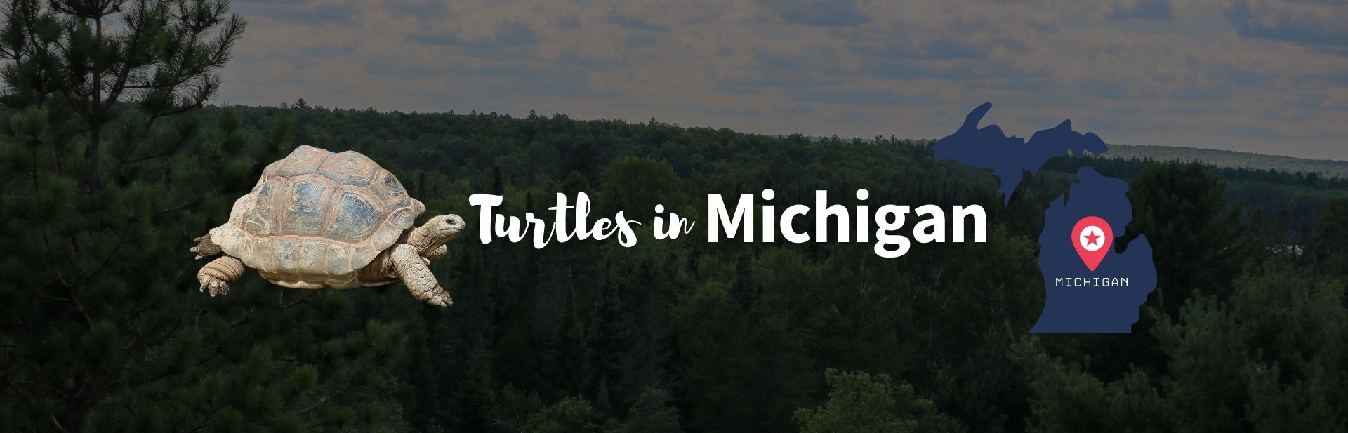 10 Amazing Types of Turtles in Michigan (ID Guide and Photos)