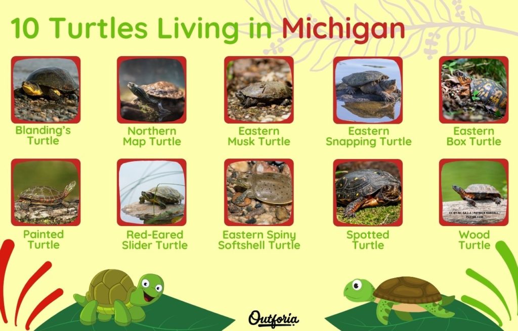 Chart of Turtles living in Michigan complete with Photos, Graphics, and more