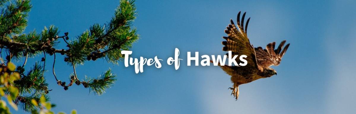 types of hawks featured photo