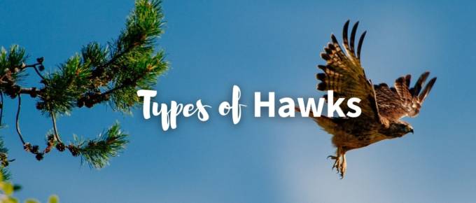 types of hawks featured photo