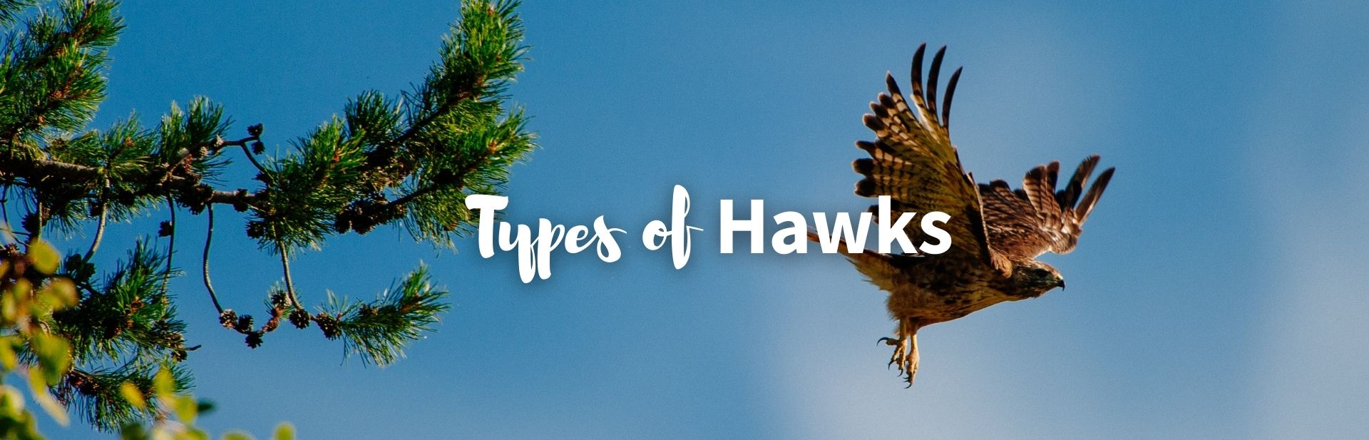 22 Types of Hawks, Legendary Birds of Prey : Pictures + Facts