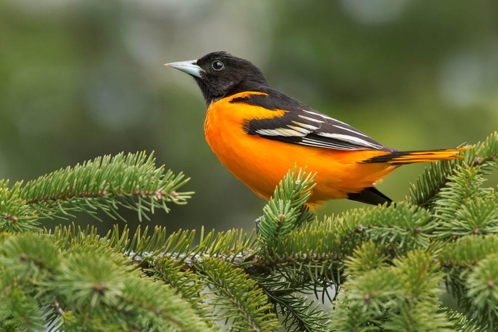 Baltimore Oriole standing on a thin branch of tree