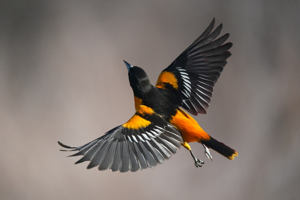 Focused shot of an oriole flies freely