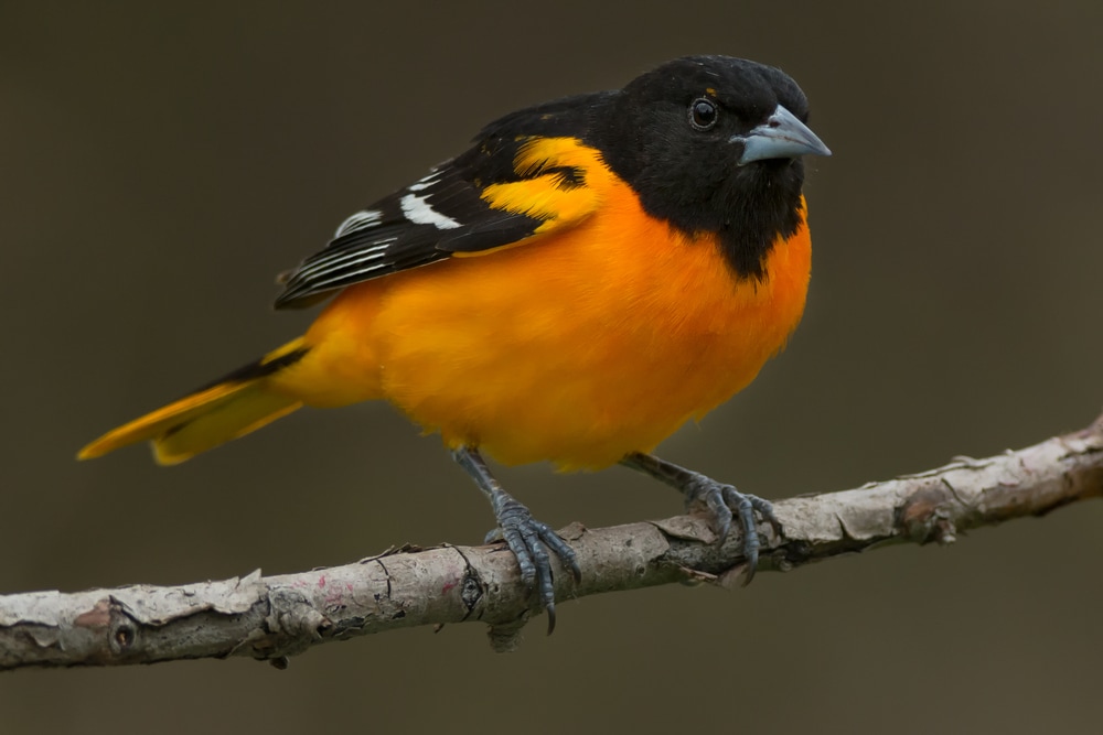 Baltimore oriole standing on a branch of tree