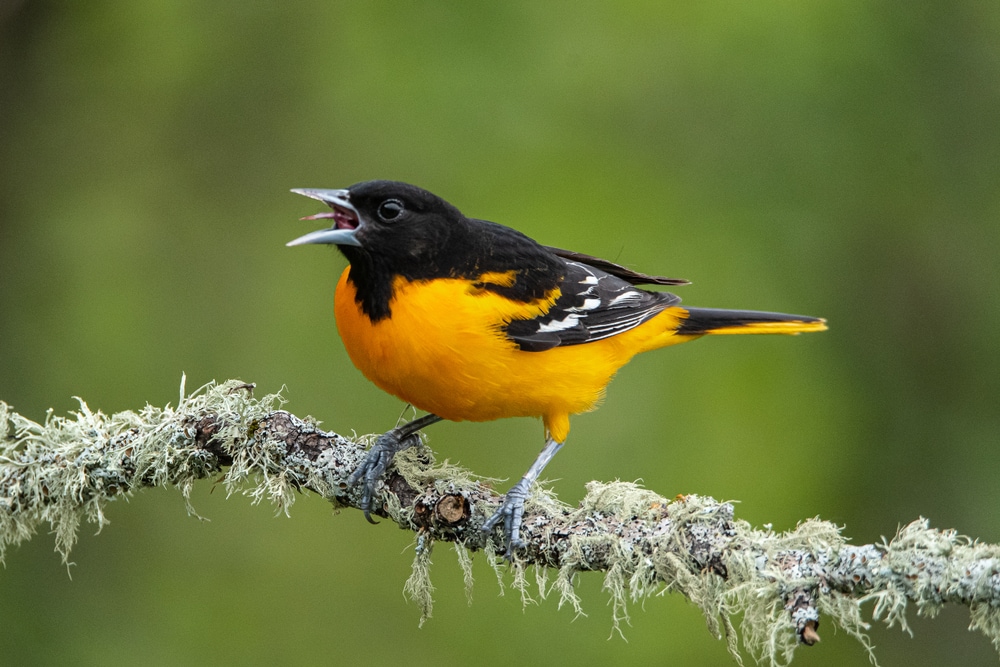 Baltimore oriole chirping on top of a tree