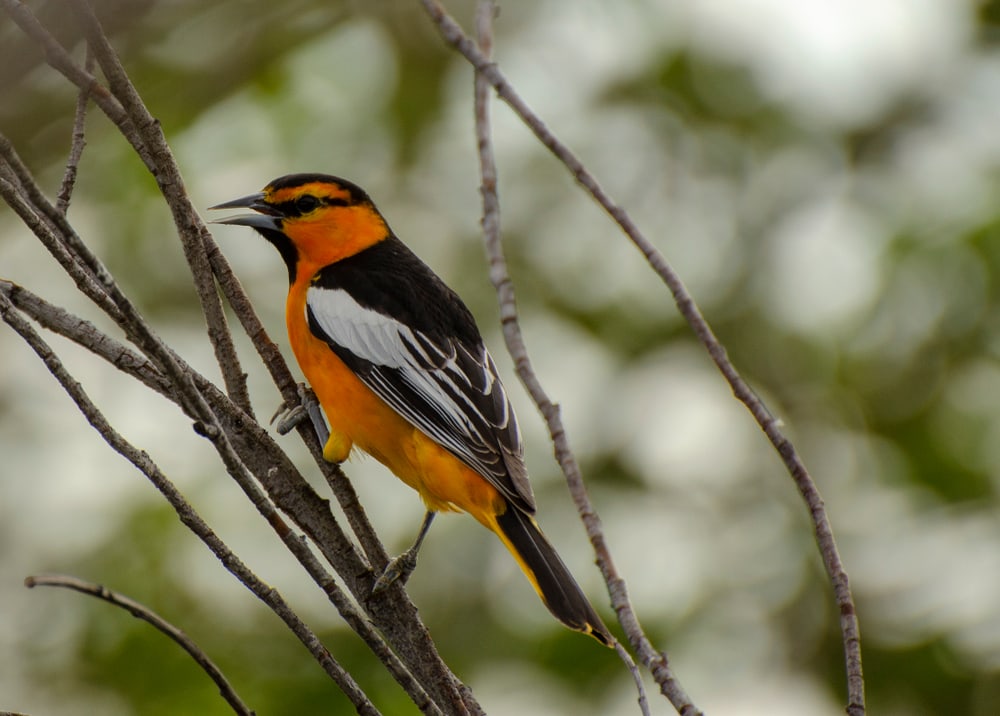 Bullock’s Oriole standing on a thin tree