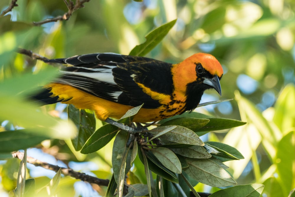 Spot-Breasted Oriole hiding behind leaves