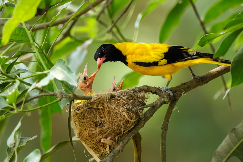 Hooded Oriole checking up on her babies