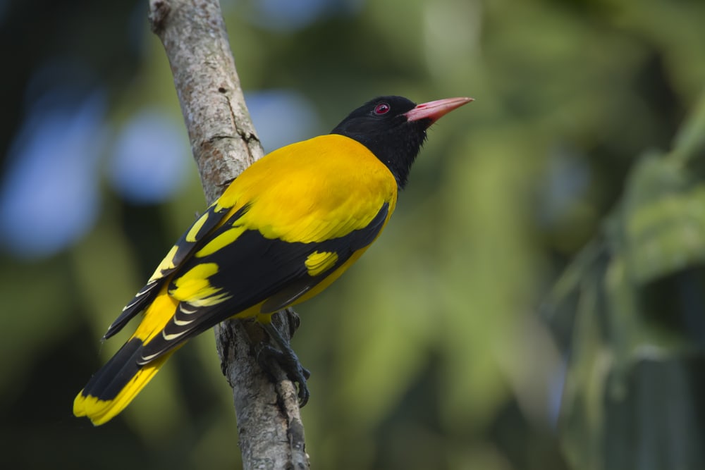 Hooded Oriole looking up the sky