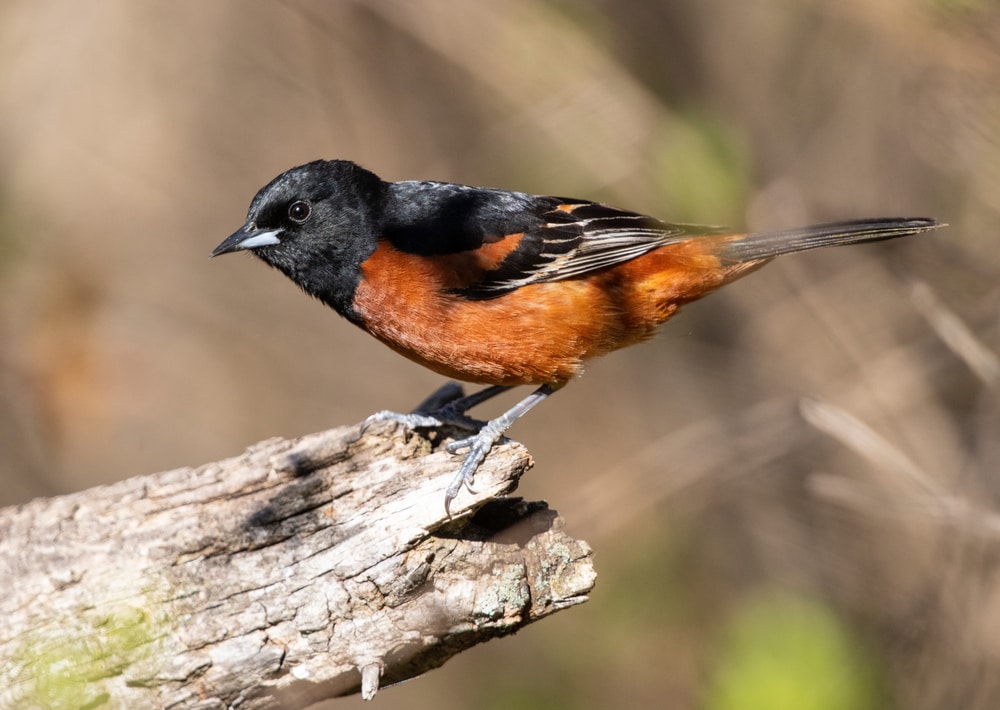 Orchard Oriole standing on a cut branch