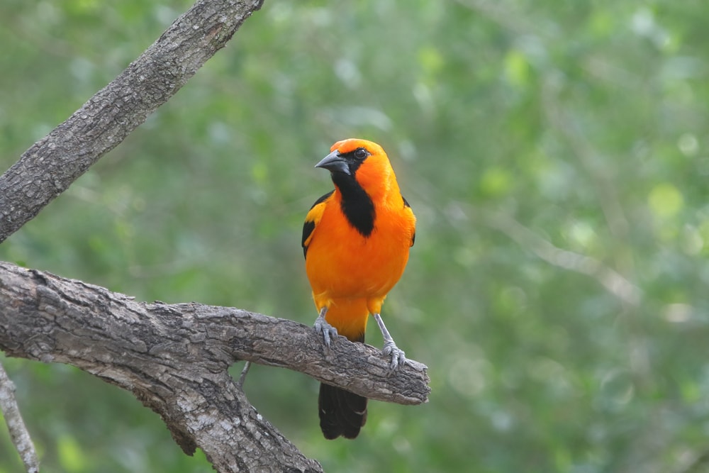 Altamira Oriole with blurred forest in the background