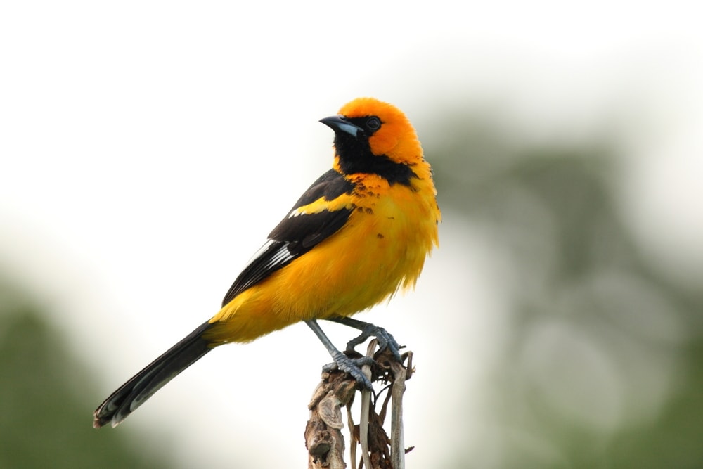 Focused shot of Spot-Breasted Oriole