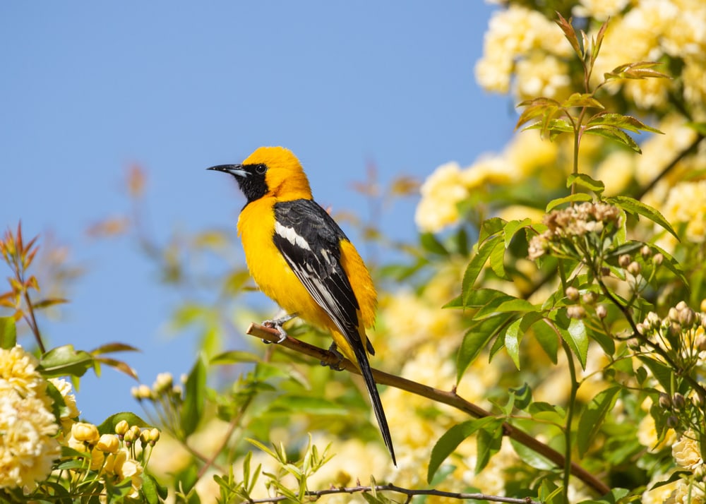 Hooded Oriole standing on a flowered tree