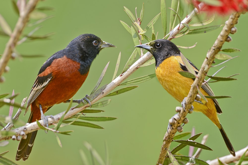 Two Orchard Oriole with Red and Yellow belly