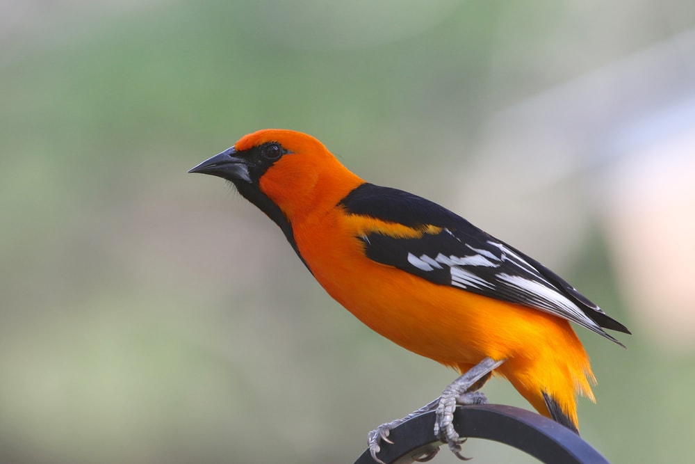 Altamira Oriole standing on a metal rail