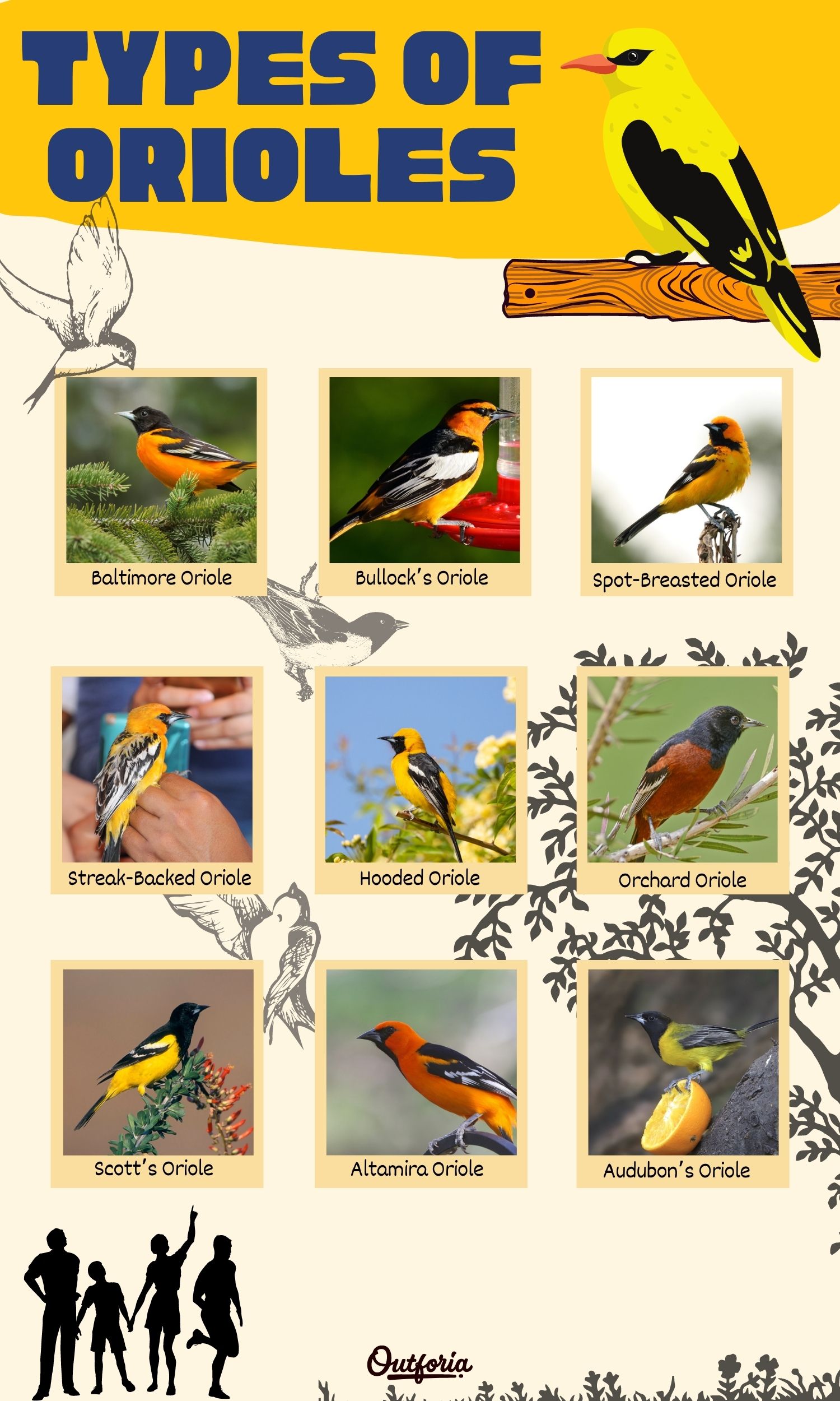 Chart of Types of Orioles complete with photos