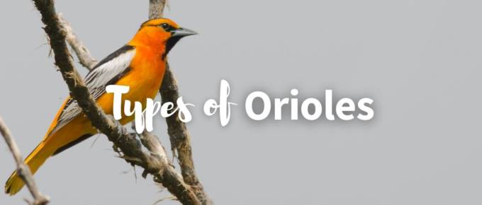 Types of orioles featured image
