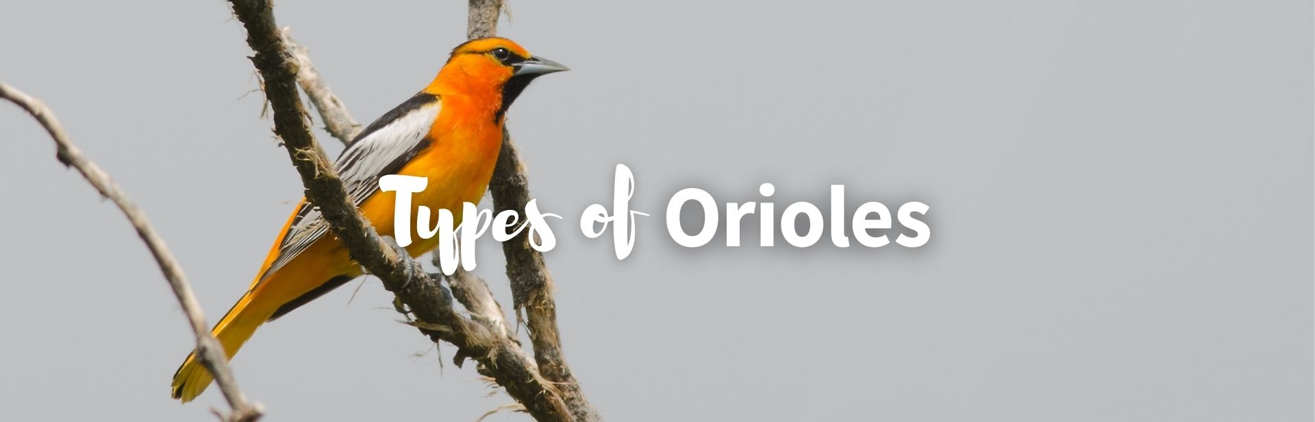 9 Types of Orioles in North America: ID Guide with Facts, Chart and Pictures