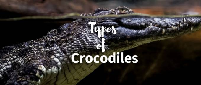 types of crocodiles featured photo