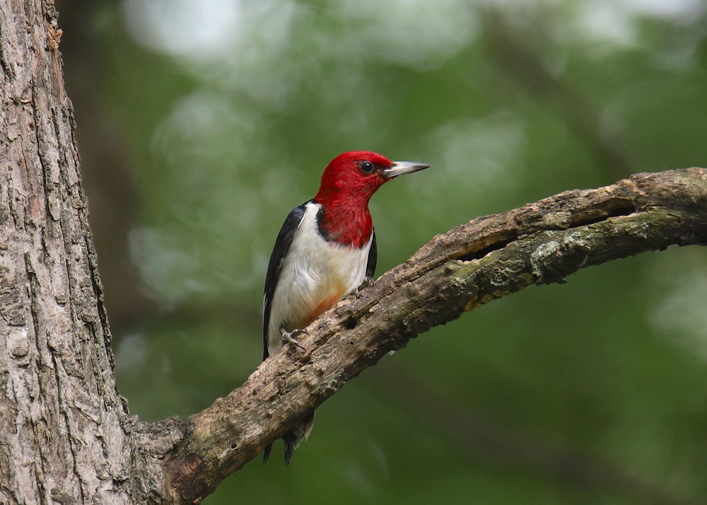 Red-Headed Woodpeckers (Melanerpes erythrocephalus) standing in one branch of a tree