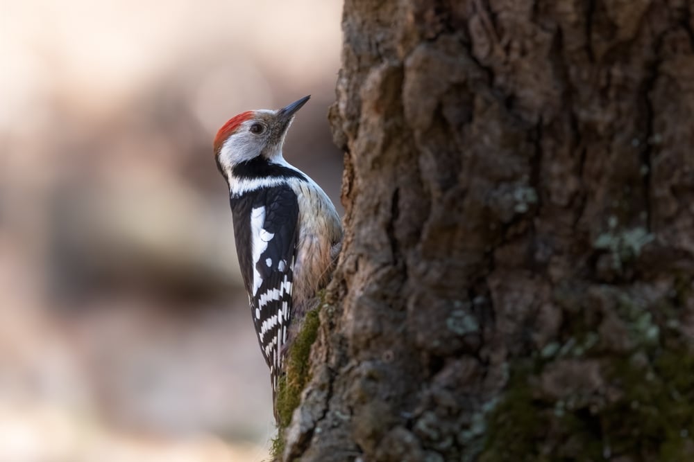 Woodpecker standing on the side of a tree