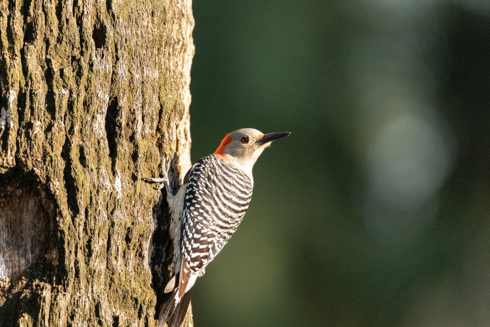 Red-Bellied Woodpeckers (Melanerpes carolinus) turning its back