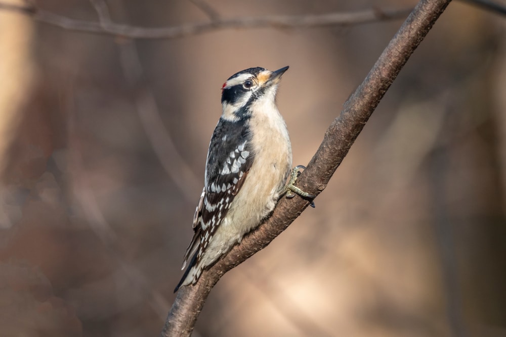 Downy Woodpeckers (Dryobates pubescens) holding on a thin branch