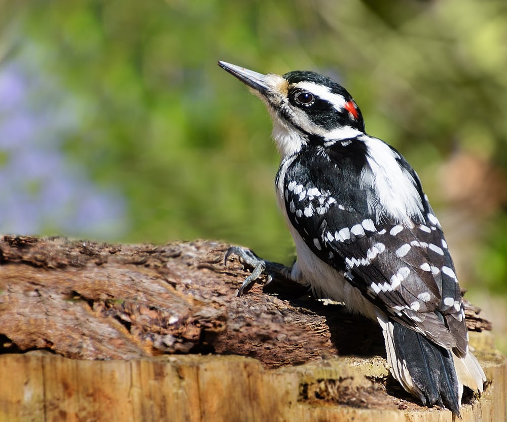 Hairy Woodpeckers (Dryobates villosus) standing on a cut log