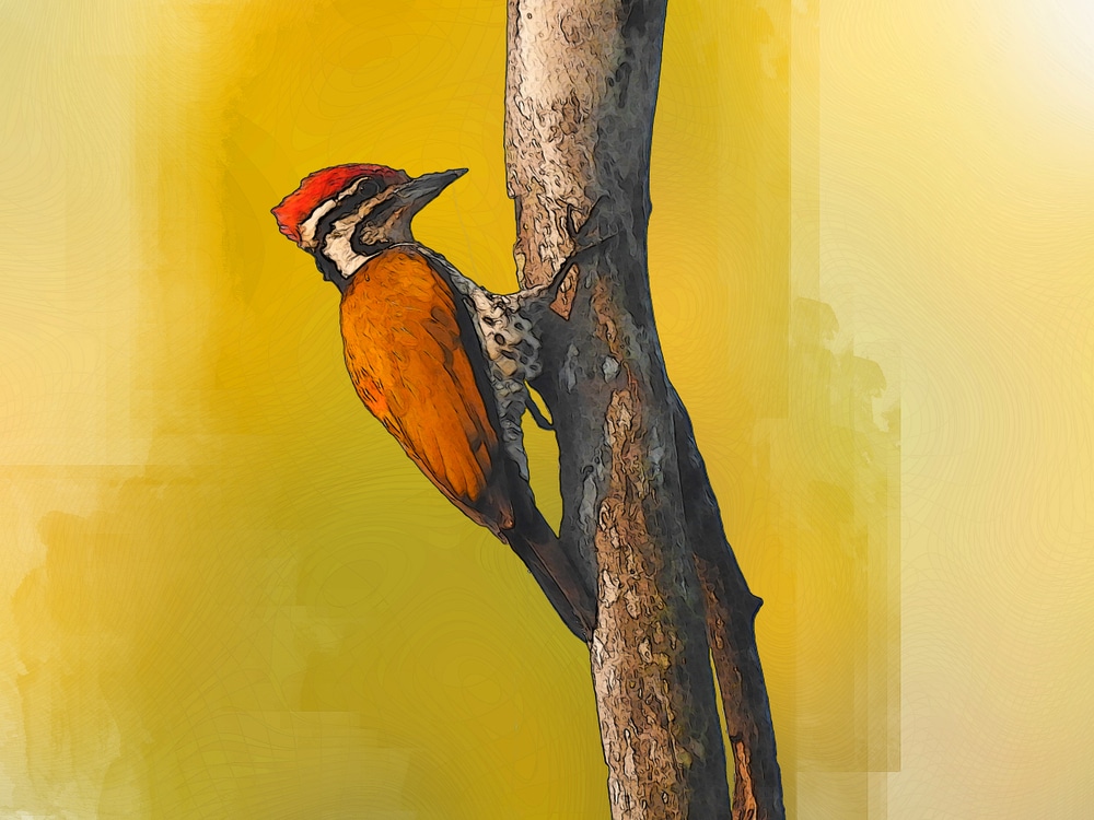 Illustration of a woodpecker